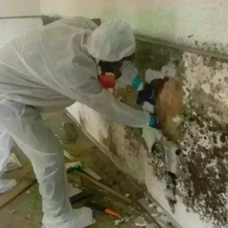 Mold Remediation and Removal in Bronson, FL